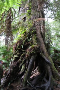 1000 year-old tree, rain forest near Melbourne