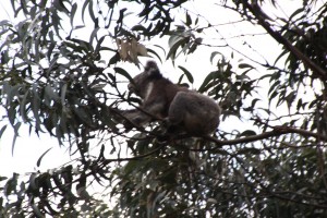 Koala bear having breakfast