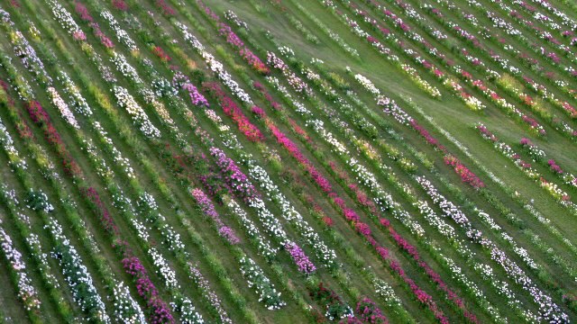 Peony Field